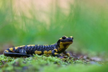 Fire salamander