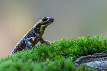 Fire salamander
