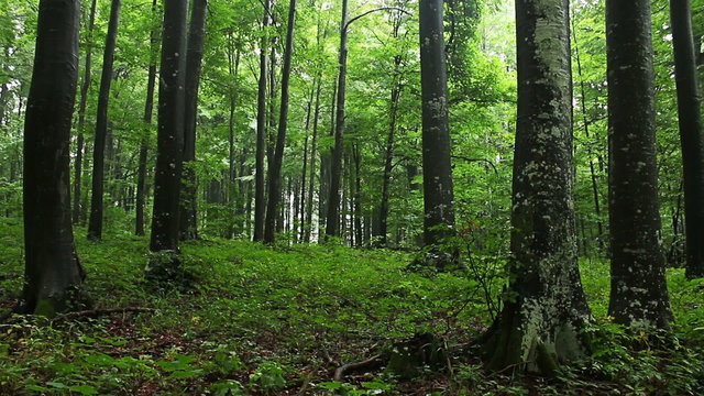 Drifting fog through beech trees and forest