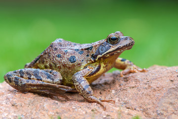 Grass frog