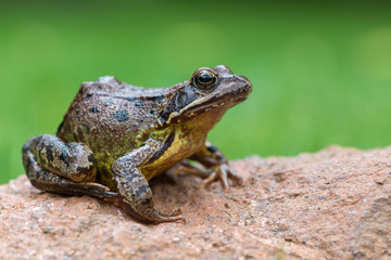 Grass frog