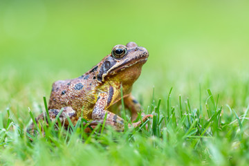 Grass frog