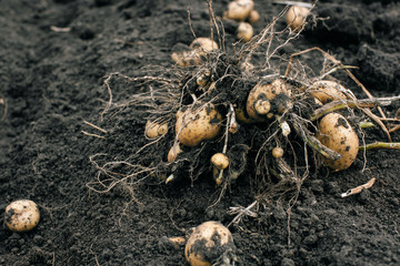 fresh and raw potato on a field, harvest