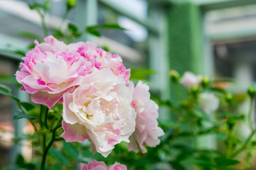 blossom pink roses in the garden