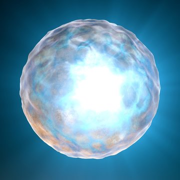 Cellula concepimento, ovulo, nucleo umano