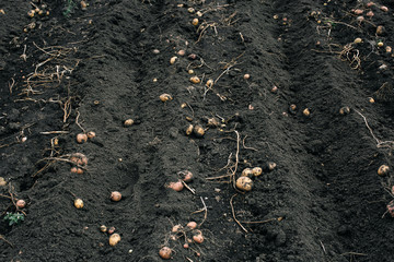fresh and raw potato on a field, harvest