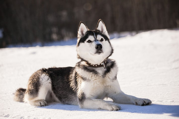 собака хаски