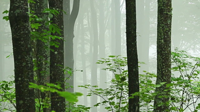Forest time lapse with drifting fog through trees