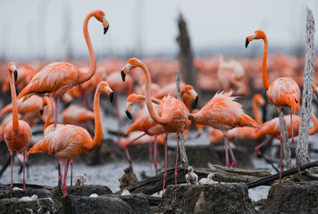 Fototapeta premium The largest colony of the Caribbean flamingo. Cuba. An excellent illustration.