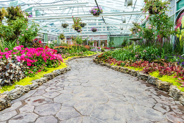 Fototapeta na wymiar Ornamental flowers in a greenhouse.