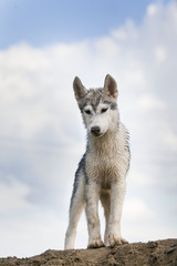 щенок хаски © nadejdalebedeva