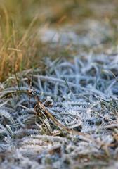 The grass layered with ice crystals in winter time