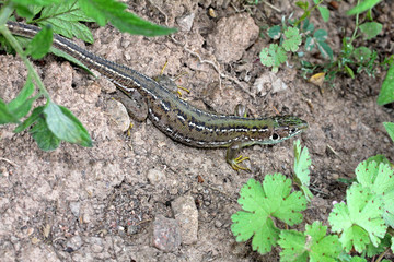 ramarro (lacerta viridis) femmina