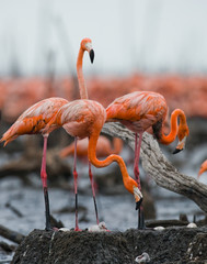 Fototapeta premium Caribbean flamingo on a nest with chicks. Cuba. An excellent illustration.