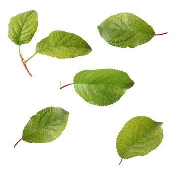 Set of green leaf plum tree isolated on white background