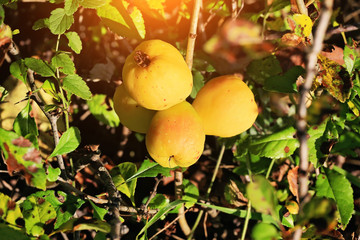 Japanese quince in a garden autumn fruit vitamins  chaenomeles japonica