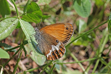 farfalla (coenonympha arcania)