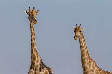 Giraffes in the Etosha National Park, Namibia, Africa
