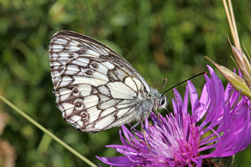 farfalla bianconera (melanargia galathea)