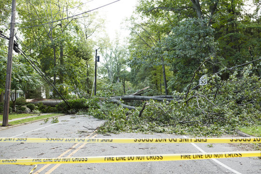 Hurricane Irene Fallen Tree Blocks Road