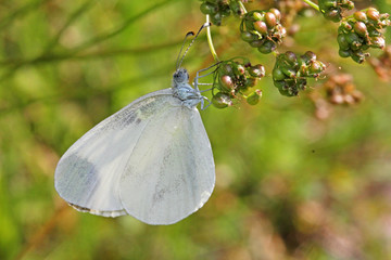 Fototapeta premium farfalla bianca (leptidea sinapis)