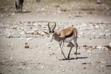 Animals drinking water in a waterhole inside the Etosha National Park, Namibia, Africa