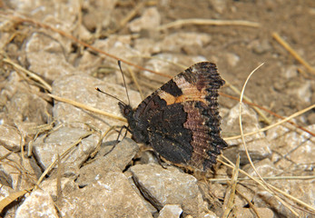 vanessa dell'ortica (aglais urticae)