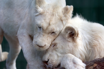white lion and lioness show each other tenderness and love