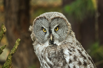 owl