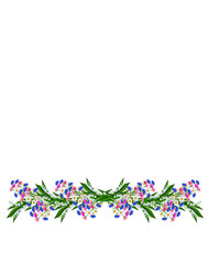 daisies summer white flower isolated on white background