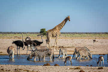 Fototapeta na wymiar Animails roaming around the Etosha National Park in Namibia, southern Africa.