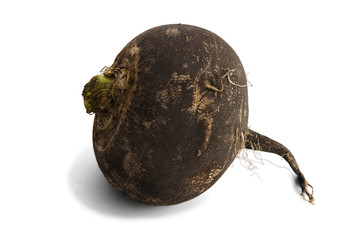 Black radish isolated on white.