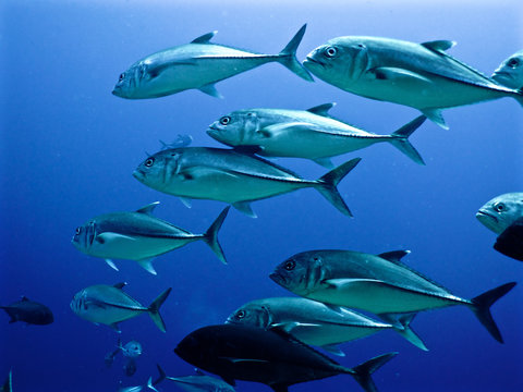 jackfish school