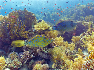 scrawled filefish couple