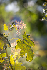 Blätter im Herbst