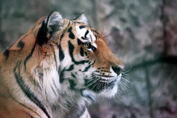 portrait of Amur tiger