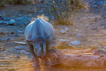 Black rhino in the late afternoon using a peace of tree to scratch his face. Northern Namibia, Africa