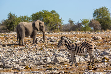 Animails roaming around the Etosha National Park in Namibia, southern Africa.