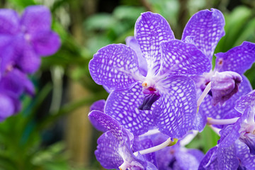 Beautiful purple orchid