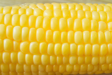 Corn cobs closeup