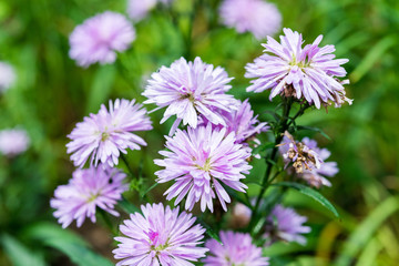 Fototapeta premium blossom purple in the garden