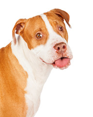 Funny Looking Pit Bull Crossbreed Dog Closeup