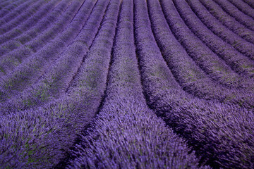 Plakat Lavender flower blooming fields as pattern or texture. Provence,