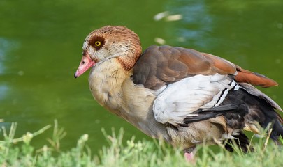 Egyptian goose near water