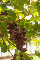 grape wine