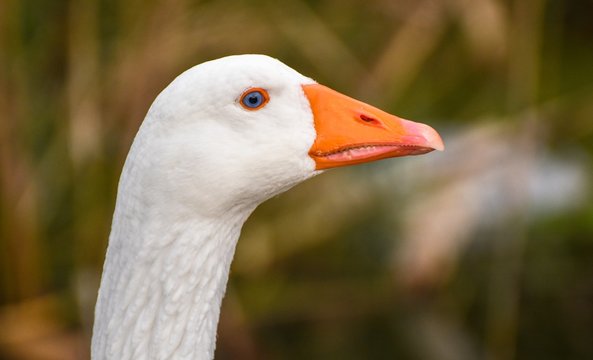 White goose head