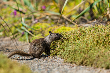 California ground squirrel (Otospermophilus beecheyi)