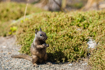 California ground squirrel (Otospermophilus beecheyi)