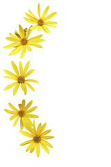 Jerusalem artichoke flower on a white