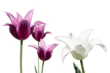 white and violet tulips on white background